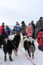 sled dogs huskies harnessed sleds huskies in Siberia in winter viewers watch