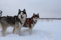 sled dogs husky in a sled for sledding in winter