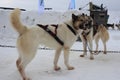 sled dogs husky in a sled for sledding in winter