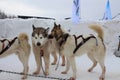 sled dogs husky in a sled for sledding in winter