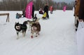 sled dogs laiki carry a sled team with a husky man in Siberia in winter Royalty Free Stock Photo