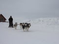 sled with dogs sledding huskies carry sledges with people ride in winter on snow