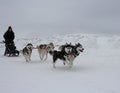 sled with dogs sledding huskies carry sledges with people ride in winter on snow