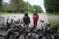 small children on the street feed birds pigeons in the park boys