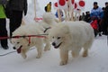 white dogs sledding huskies in a sled for a race with the audience at the competition