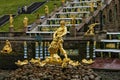 Russia, Peterhof - November 3, 2023: Golden statue of Samson tearing the mouth of a lion in the fountain of the Lower Park