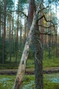 Pine forest In Russia