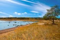 Russia. Pine on the sandy coast of the Gulf of Finland