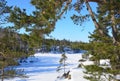 Russia, pine trees on the shore of Ladozhskoye lake in winter. The gulf of Murolakhti Kocherga