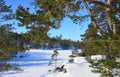 Russia, pine trees on the shore of Ladozhskoye lake in winter. The gulf of Murolakhti Kocherga