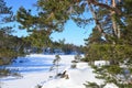 Russia, pine trees on the shore of Ladozhskoye lake in winter