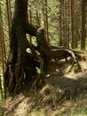 Bizarre plexus roots of old trees in the woods near Moscow.