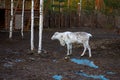 Russia. Reindeer on the farm `Talvi Ukko` November 14, 2017 Royalty Free Stock Photo