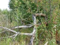 Russia, Ryazan oblast. Dancing tree.