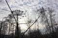 Hogweed in Russia Royalty Free Stock Photo