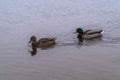 Flocks of wild ducks live in the Gulf of Finland near the Peterhof fountains. Royalty Free Stock Photo