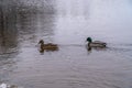 Flocks of wild ducks live in the Gulf of Finland near the Peterhof fountains. Royalty Free Stock Photo