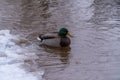 Flocks of wild ducks live in the Gulf of Finland near the Peterhof fountains. Royalty Free Stock Photo