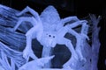 Ice insects arthropods. A huge spider with a cros