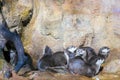 Russia Saint Petersburg Oceanarium, playing otters