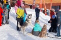 Russia, Sheregesh 2018.11.17 Snowboarders and skiers with pretty dog in mountain resort, small cute chalets, cafes, funicular. Royalty Free Stock Photo