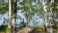 Russia Siberia, birch lowered branches to the river