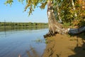 Russia, Siberia,the White birch on the Bank of the Irkutsk reservoir 11 September 2016.