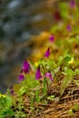 Spring primroses of the Siberian taiga Royalty Free Stock Photo