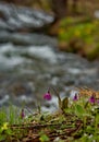 Spring primroses of the Siberian taiga Royalty Free Stock Photo