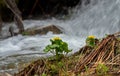 Spring primroses of the Siberian taiga Royalty Free Stock Photo