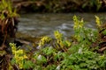 Spring primroses of the Siberian taiga Royalty Free Stock Photo