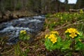 Spring primroses of the Siberian taiga Royalty Free Stock Photo