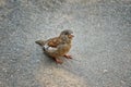 Russia. Sparrow on the Sparrow Hills in Moscow.