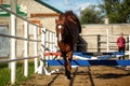 Brown horse jumps over obstacles in training