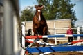 Brown horse jumps over obstacles in training