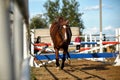 Brown horse jumps over obstacles in training