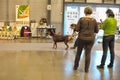 Exhibitors showing their pets during International Dog Show