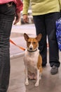 Exhibitors showing their pets during International Dog Show