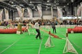 Exhibitors showing their pets during International Dog Show