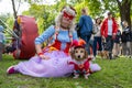 Russia, St. Petersburg, May 25, 2019: Event with dogs called Dachshund Parade. Costume procession, adorable doxie in harlequin cos