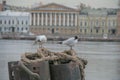 Russia, St. Petersburg, the Neva River in summer. Mooring lines close-up, two seagulls close-up. In the background, the architectu
