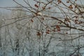 Russia, St. Petersburg, winter nature. Winter in Russia, winter tree branch, red winter berries. Soft, gentle gray-blue daylight.