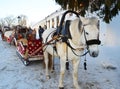 Russia,Suzdal,02.01.2022. Horses harnessed to a sleigh are waiting for people to ride on the Christmas holiday Royalty Free Stock Photo