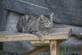 Russia, Syktyvkar, Komi Republic, pets, gray striped cat on a gray background, life in an original small city of Russia