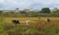 Russia, Syktyvkar, Komi Republic, pets, two cows and two shepherds, a delightful autumn view of the city and the domes of the temp
