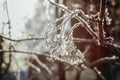 Russia, Syktyvkar, Komi Republic in winter, a tree branch in frost close-up in bright contrasting winter light, life in an origina Royalty Free Stock Photo