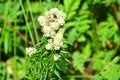 Russia, Vladivostok. Flora of Russian island. Blooming white-flowered plant in the Bay of Akhlestyshev