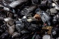 Walk around Moscow. Pigeons peck grain on the asphalt