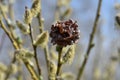 Dark brown dry flower among flowering willow bushes