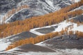 Russia, Western Siberia, South Altai Mountains. Graphic Landscape Of The Ust-Kan High-Mountain Steppe With A Lonely Black Cow. Sno